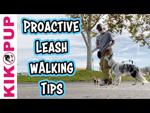 Video: Hvordan går jeg to store hunde sammen uden at trække og den anden stopper?
