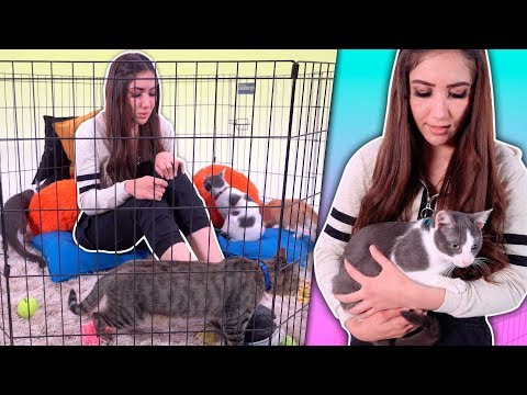 Video: Enfrentando los miedos: las fobias a perros y gatos son más comunes de lo que piensa