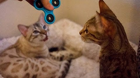 CATS REACT TO FIDGET SPINNER!! LOL