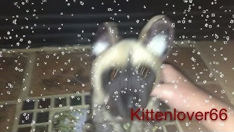 "Last Christmas" Webkinz mep part 9 for fall out kinz