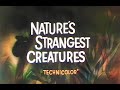Walt disneys natures strangest creatures 1959 theatrical featurette