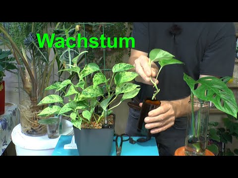 Video: Gestern Heute und Morgen Pflanzenvermehrung: Brunsfelsia Stecklinge oder Samen anbauen