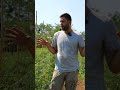 come vanno i #pomodori nell'#orto? #mattthefarmer