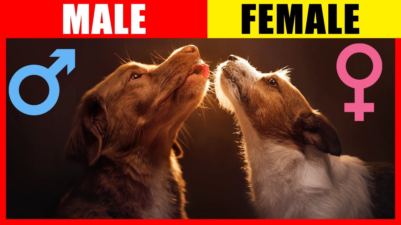 Animal and woman sexx