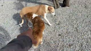 Nala  Also Moved to the New House! And So Many More - Takis Shelter