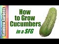 How to Grow Cucumbers in a Square Foot Garden, Plant, Trellis, Care, Problems, & Harvest!