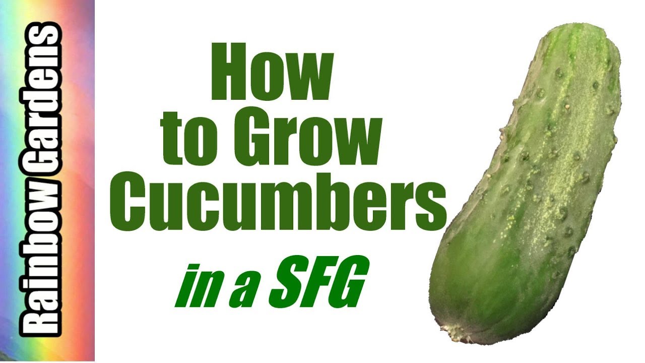 square foot garden planner cucumbers