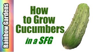 How to Grow Cucumbers in a Square Foot Garden, Plant, Trellis, Care, Problems, & Harvest!