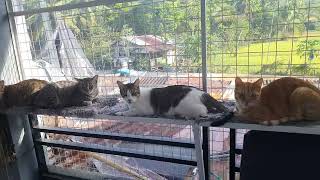 A group of Cats lining up early in the morning from their catio | CatsLifePH by Cats Life PH 146 views 1 month ago 27 seconds