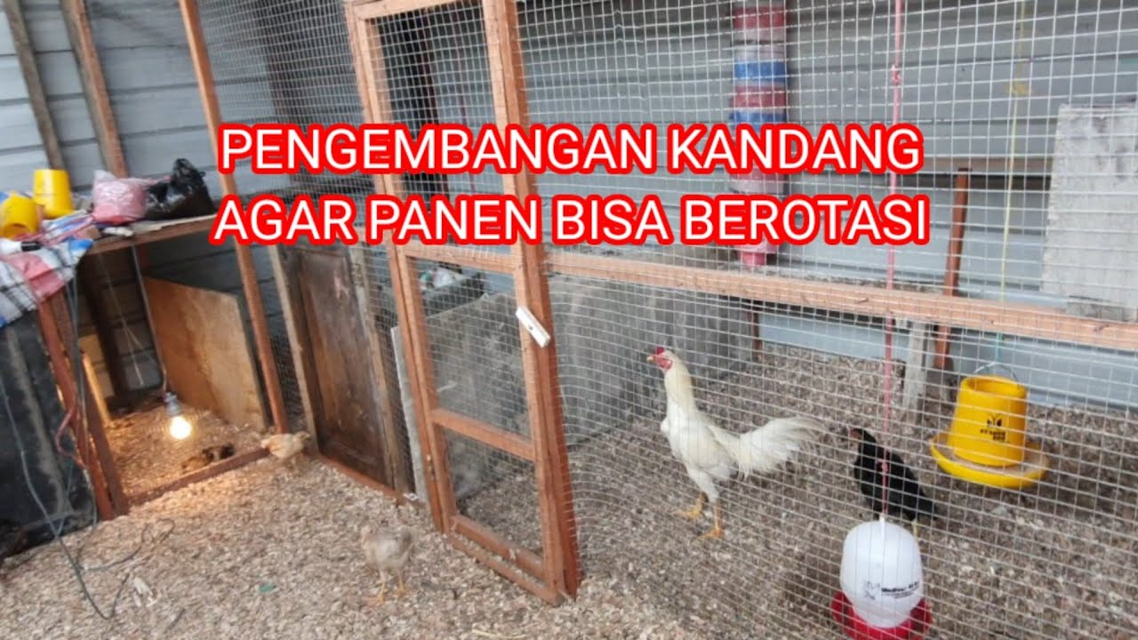 Kandang brooding siap tempur! Tempat hangat dan nyaman untuk DOC ayam  kampung agar tumbuh sehat dan kuat sejak hari pertama. Investasi kecil,  hasil maksimal. Yuk mulai beternak dari sekarang! #KandangBrooding  #AyamKampungSehat #TernakAyamKampung #, image size:1280x720