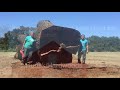 Hunski Hardwoods Salvaging a Giant Black Walnut Tree Planted in 1866