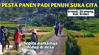 The atmosphere of rice harvesting in a lush, peaceful village || Indonesian Rural Life