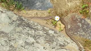 Νανόχεντρα (Vipera ursinii) / Καλόξυλος Νάξος