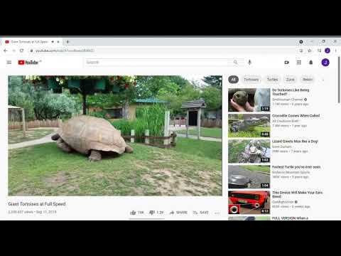 Watching [Giant Tortoises at Full Speed]