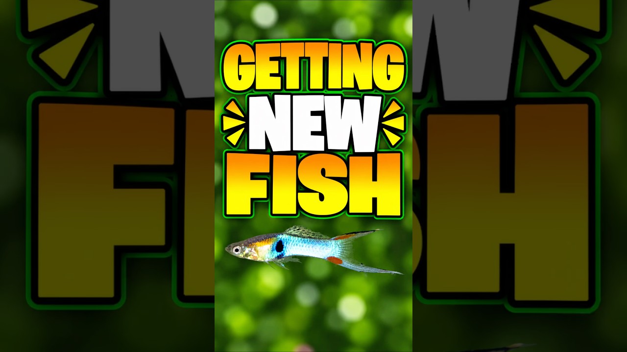 My New Planted Tank Finally Gets Fish!