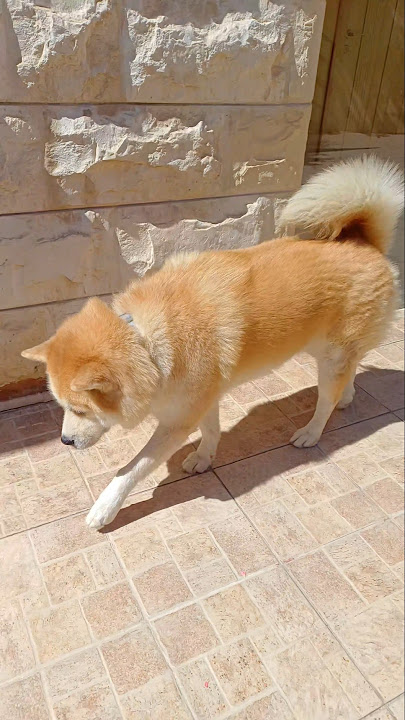 poor boy he's limping🙁