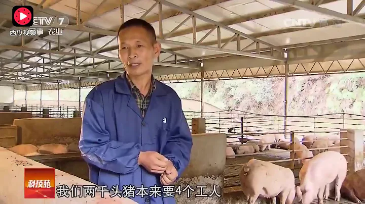 農民發明養豬新方法！不用清豬糞，1個人可以養2000頭豬b(￣▽￣)d - 天天要聞