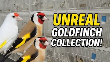 UNREAL Goldfinch Collection! Major & Parva Mutations at Daoud’s Bird Room