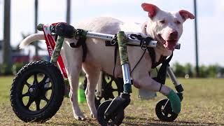 Walkin Wheels Pet Wheelchairs - Be on the Move!