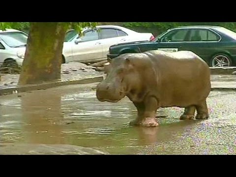 بالفيديو حيوانات برية في شوارع عاصمة جورجيا جراء الفيضانات