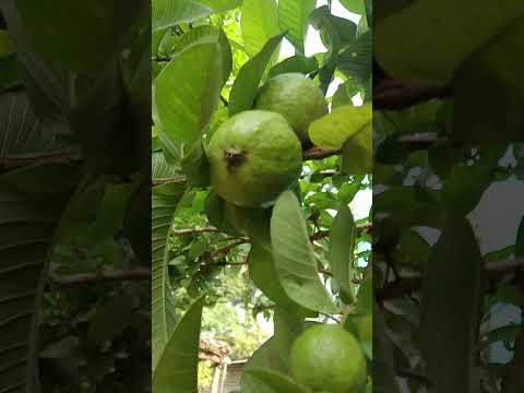 Amader Gach R Payera Flow Lovemusic Love Lovesong Romanticmusic Nature Like