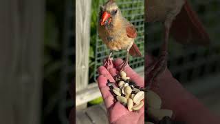 Stunning! Female cardinal!!