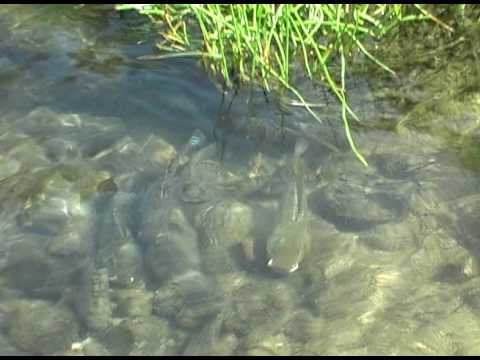 natron lake fish natron lake fish
