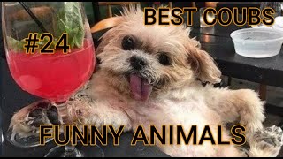 Best Animals Coub #24-СМЕШНЫЕ ЖИВОТНЫЕ 2022-ТОПовая подборка-Funny Animals Videos Compilation 2022