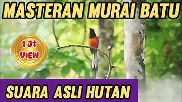 Masteran Murai Batu Suara Asli Hutan || Materi murai batu Hutan Suara Jernih !!