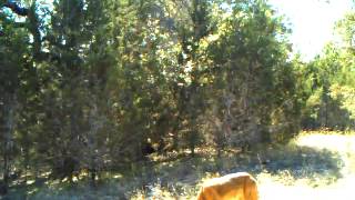 Coyote eating corn Do Coyotes Eat Corn