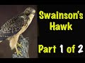 Swainson's Hawk. 1 of 2... Neck, Wiring and body installation, Art of Taxidermy.