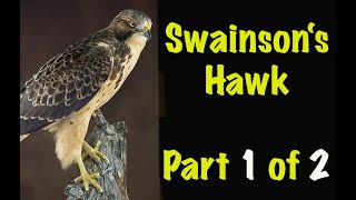 Swainsons Hawk 1 Of 2 Neck Wiring And Body Installation Art Of Taxidermy