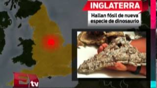 Hallan Fósil De Dinosaurio En Inglaterra Paola Barquet