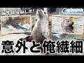 しぶき2歳の誕生日＠しながわ水族館【ゴマフアザラシ】