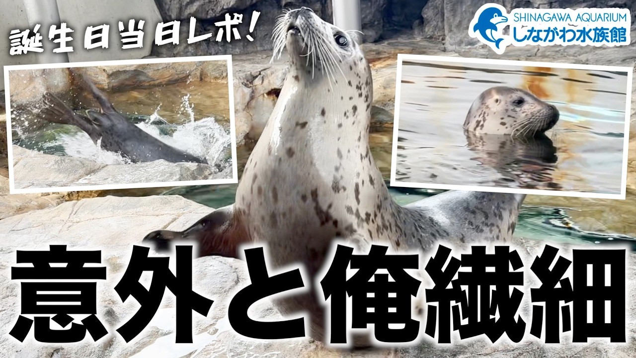 Shibuki's 2nd Birthday @ Shinagawa Aquarium [Spotted Seal] - YouTube