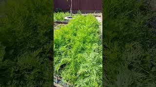 Весенний огород #herbal #огород#зелень #шортс #короткиевидео #весна #shorts #garden #shortvideo#new