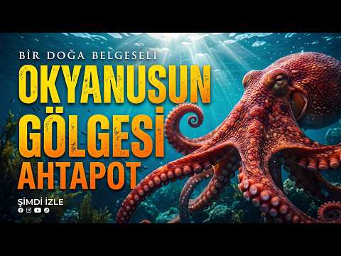 Ahtapotların Gizemli Dünyası: 8 Kolun Ardındaki Olağanüstü Zekâ | Belgesel