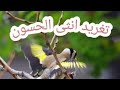 تغريد انثى حسون جاهزة للتزاوج 2022 نار نار