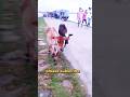 গরু #cow #foryou #shorts #animals #villagerlifestyle #viralvideo #viral #garu #guru #qurban