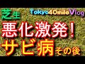 芝生のサビ病が大激発！カレー粉状態　グラステン水和剤を投与！　Vlog東京40まいる