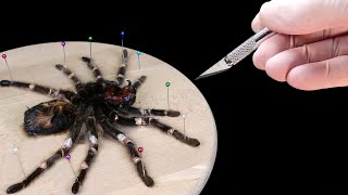 WHAT'S INSIDE THE SPIDER? AUTOPSY DIED SPIDER AND LOOK UNDER THE MICROSCOPE.