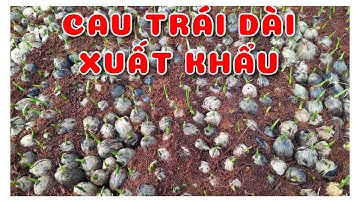Cây Cau trái dài xuất khẩu chuẩn giống | 0386569374 - Ngọc Ngân Bến Tre | Chuyên cây độc lạ