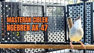 suara burung CIBLEK GACOR NGEBREN Pancingan Ciblek Semi bahan jadikan ciblek kristal gacor Tarung