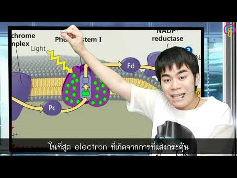 ชีวะครูบาส เรื่อง Chloroplast และกระบวนการสังเคราะห์ด้วยแสง