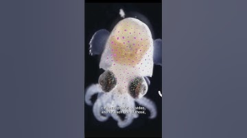 Lessons from octopus camouflage #shorts #tedx