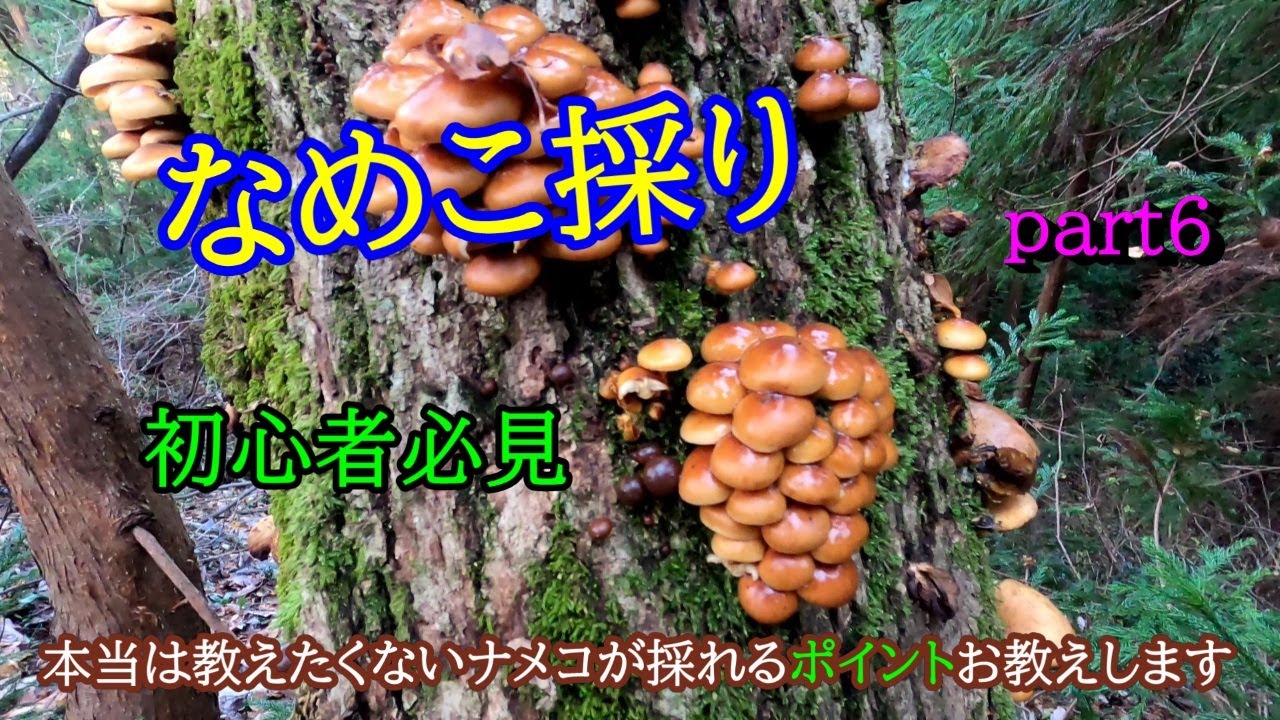 11/22採れ天然なめこ5キロ 新規開拓 天然なめこ採り part6 初心者必見 本当は教えたくないナメコ