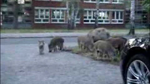 Wild Pigs on Tuerksteinweg, Berlin