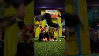 3 animals jump over each other/ 3 зверька перепрыгивают друг друга❤️‍🩹 #therian #quadrobics #норкис