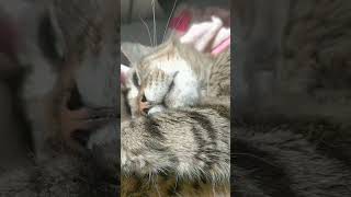 When my cat relax cat chat cute
