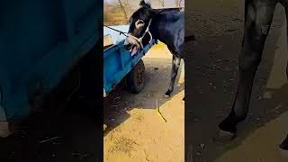 Training donkeys in a fun way Profile